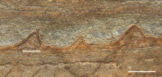 An image of a rock with fossilized stromatolites, tiny layered structures from 3.7 billion years ago that are remnants from a community of microbes. Found in a newly melted part of Greenland, Australian scientists reported in the journal Nature that the stromatolites lived on an ancient seafloor at a time when Earth's skies were orange and its oceans green. They describe the stromatolites as perhaps the oldest fossil found so far on Earth. (Allen Nutman/University of Wollongong) 
