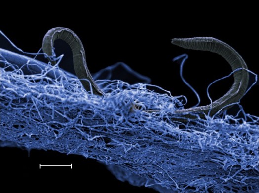 Scanning electron microscope blue-tinted image of nematode on biofilm, collected from Kopanang mine almost one mile below surface. (Borgonie, ELi)
